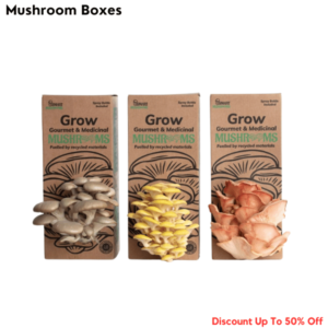 mushroom-boxes